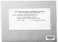 Tuburcinia ranunculi-auricomi image